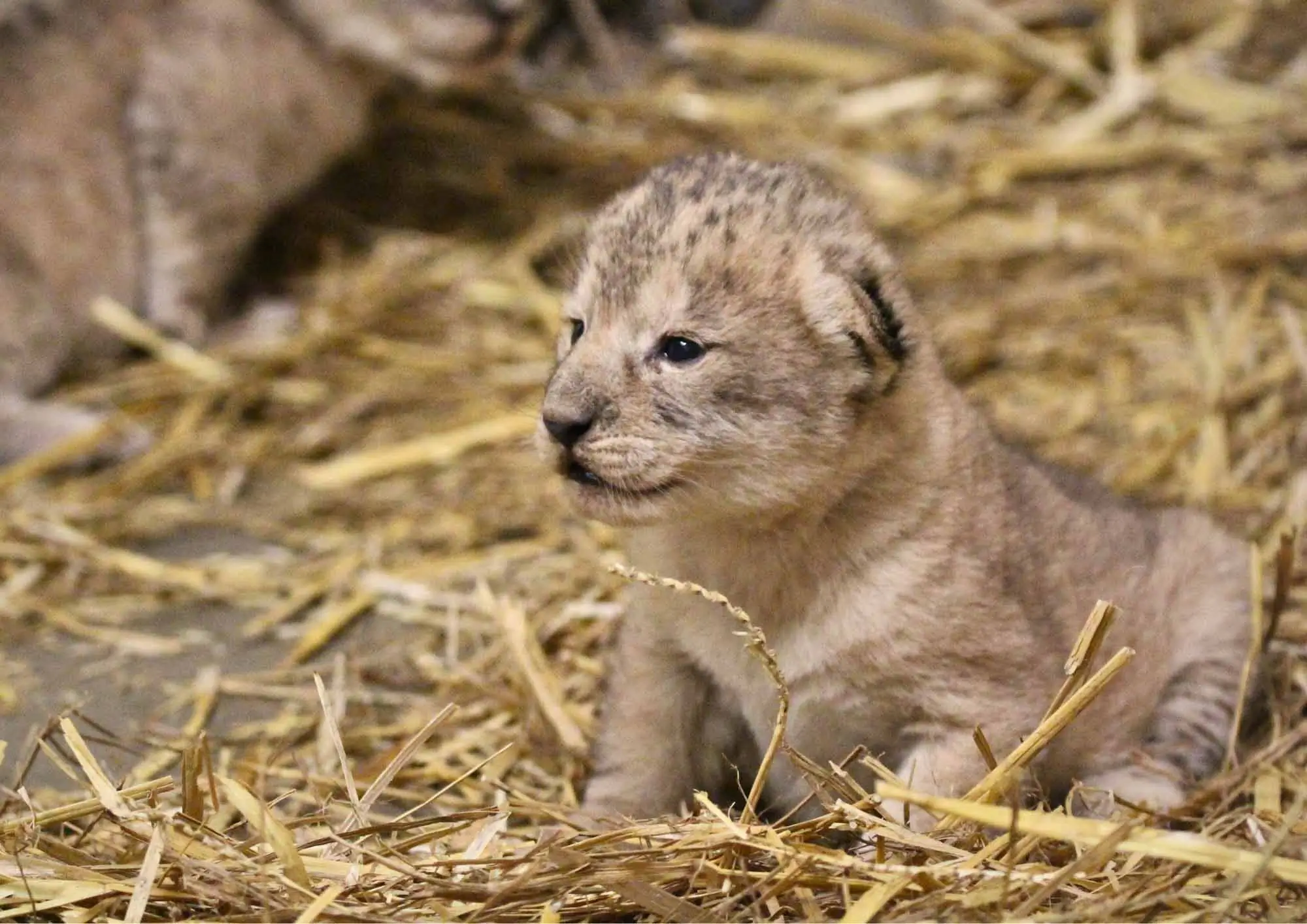Naissance historique de lionceaux / photographe © Parc Animalier d'Auvergne