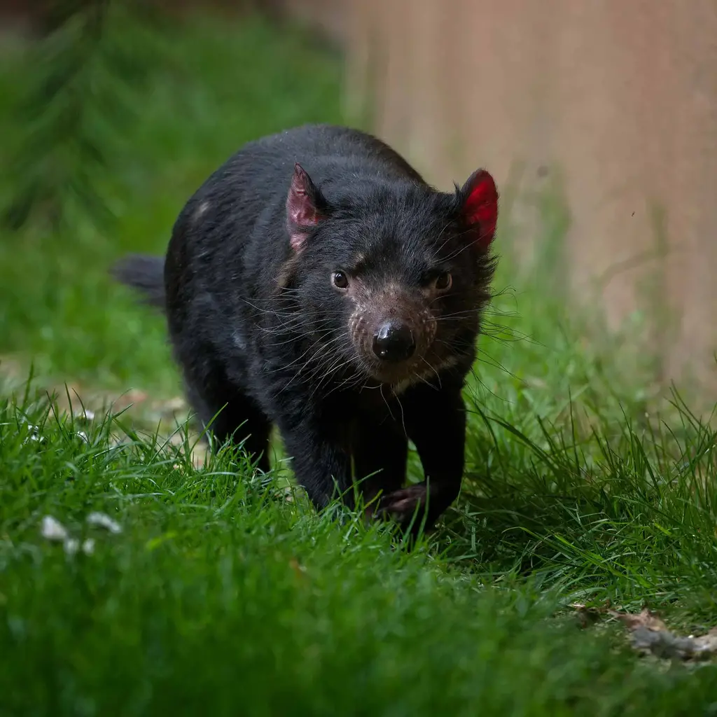 Diable de Tasmanie, La Ménagerie, le zoo du Jardin des Plantes / photographe © MNHN E.Baril