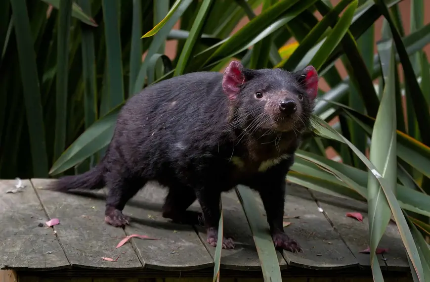 Diable de Tasmanie, La Ménagerie, le zoo du Jardin des Plantes / photographe © MNHN E.Baril