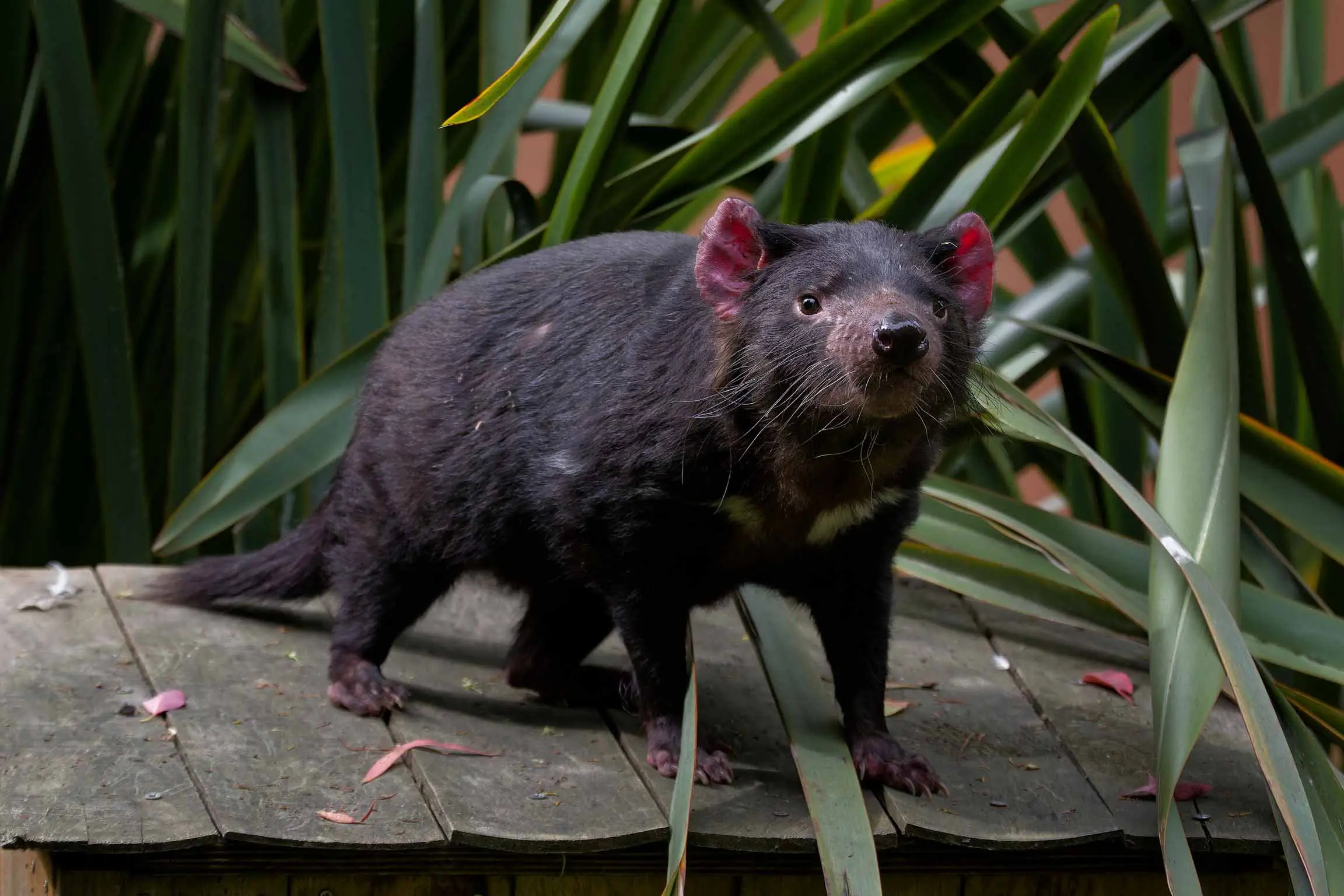 Diable de Tasmanie, La Ménagerie, le zoo du Jardin des Plantes / photographe © MNHN E.Baril