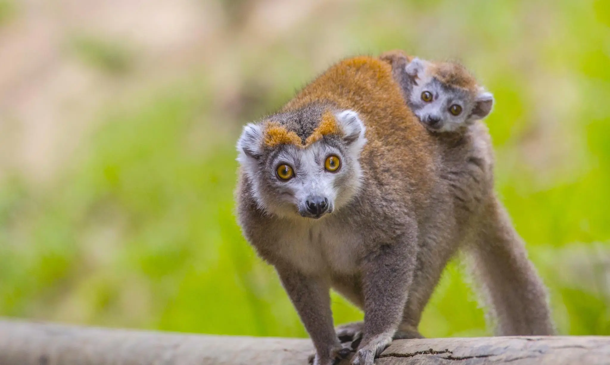 Lémur couronné, Parc Animalier d’Auvergne / photographe © Parc Animalier d'Auvergne