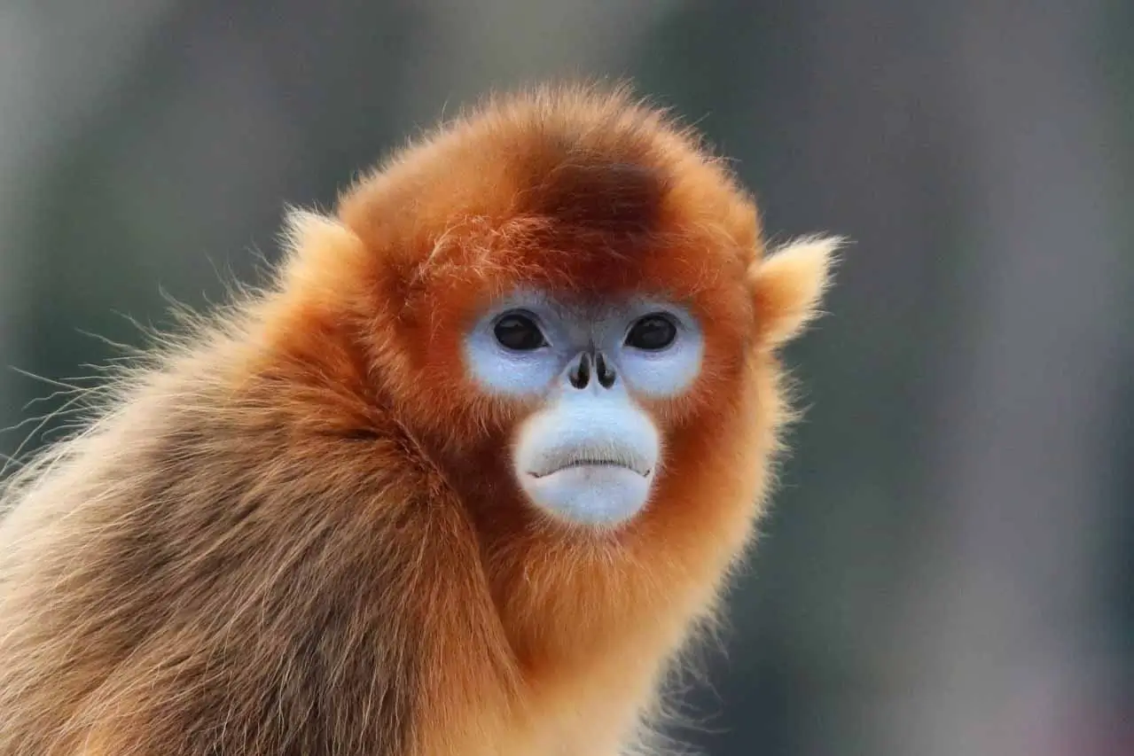Singes dorées, ZooParc de Beauval / photographe © Zoo de Shanghaï
