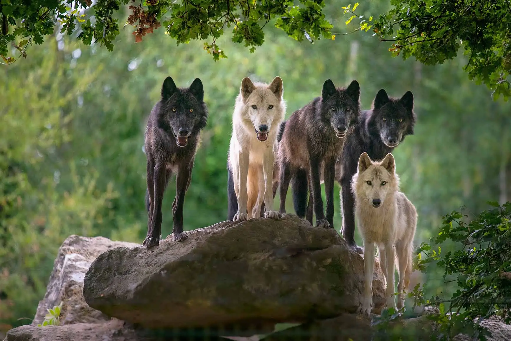 Loups de Mackenzie, Réserve Zoologique de la Haute-Touche / photographe © MNHN A.Iatzoura
