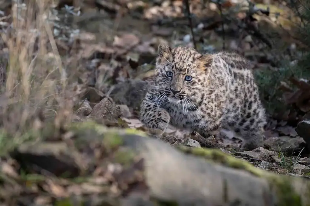 Bébé panthère de l'Amour né au Parc Animalier d'Auvergne / photographe © P.Boyer