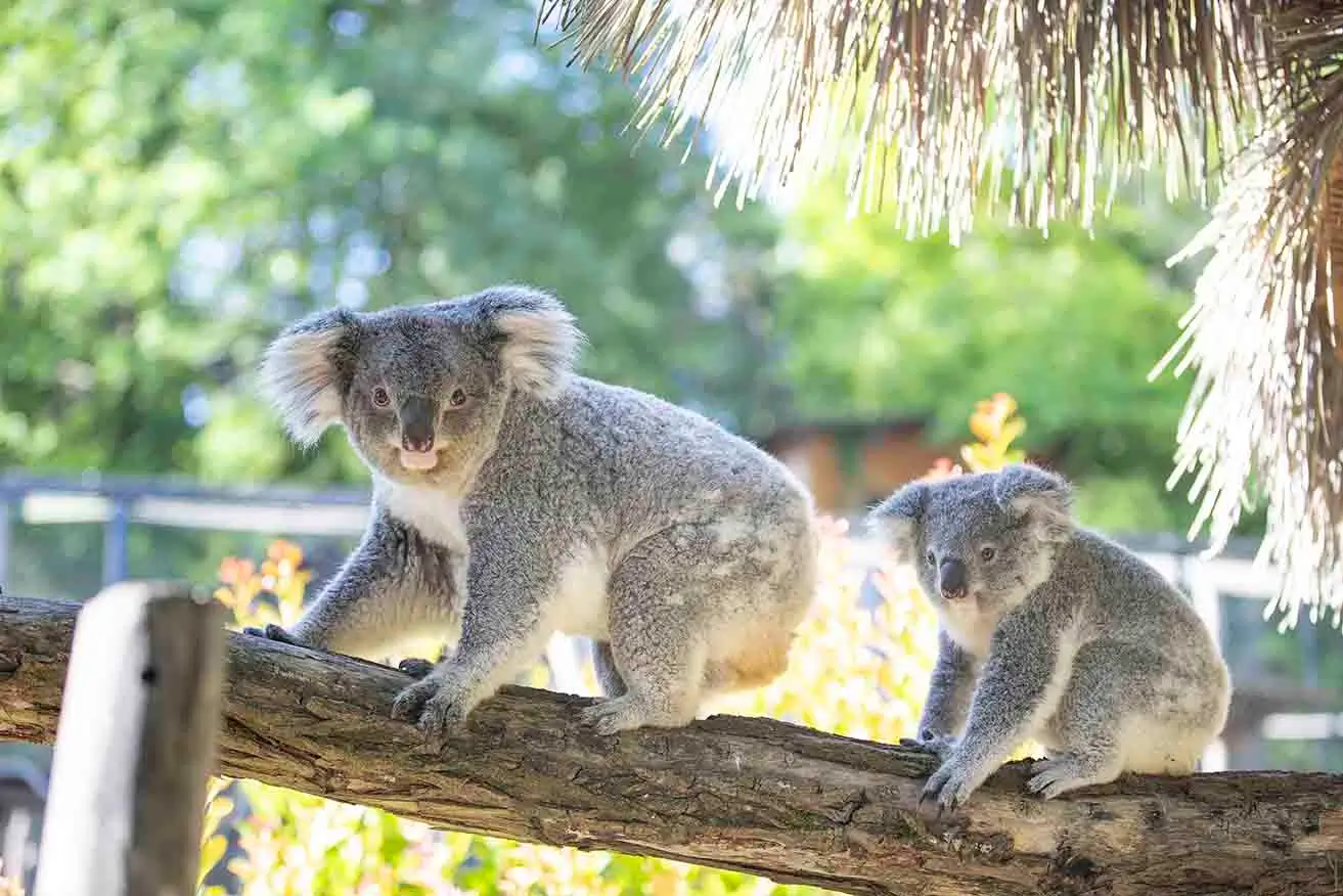Genoa mère de Kookynie bébé koala né en 2025 au ZooParc de Beauval / photographe © ZooParc de Beauval