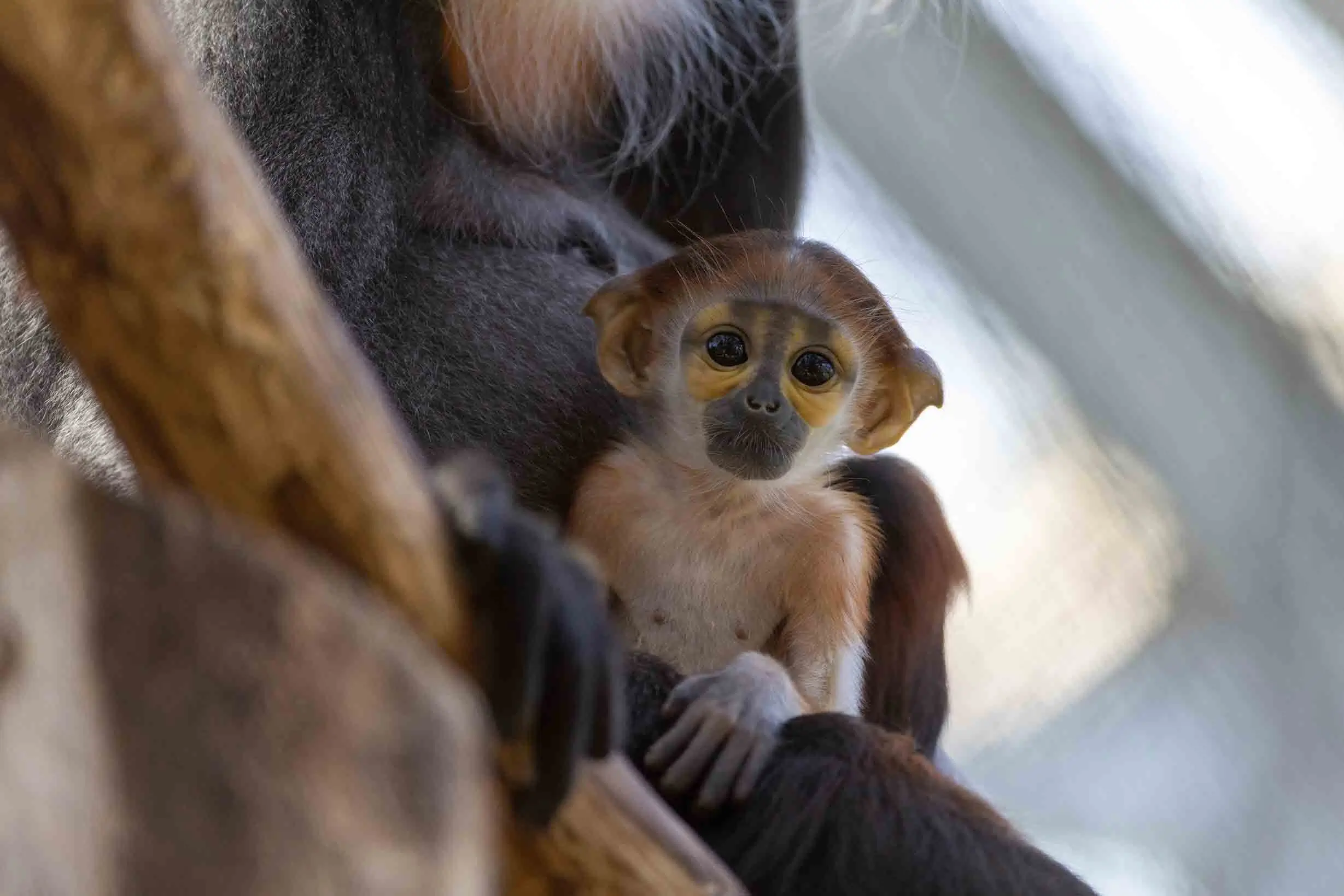 Naissance d’un langur de Douc en 2025 au ZooParc de Beauval / photographe © ZooParc de Beauval