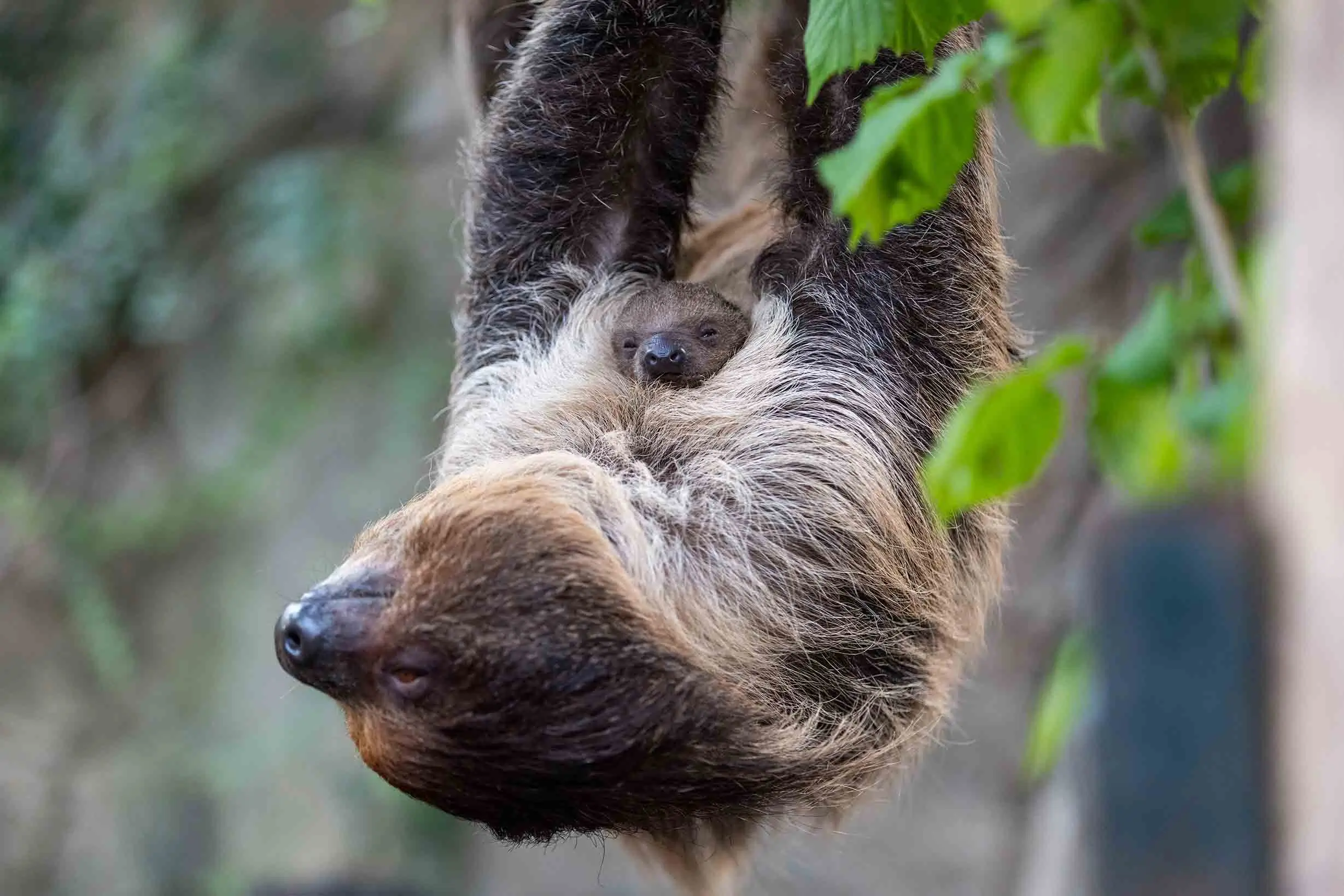 Naissance d’un paresseux en 2025 au ZooParc de Beauval / photographe © ZooParc de Beauval