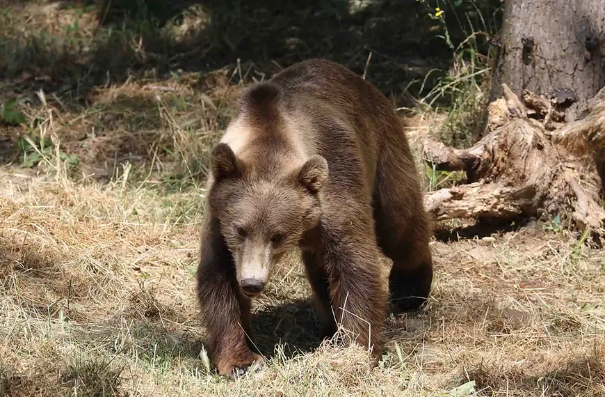 Kåra, la femelle ours brun du Parc Animalier d’Auvergne / photographe © Marc Nevoux