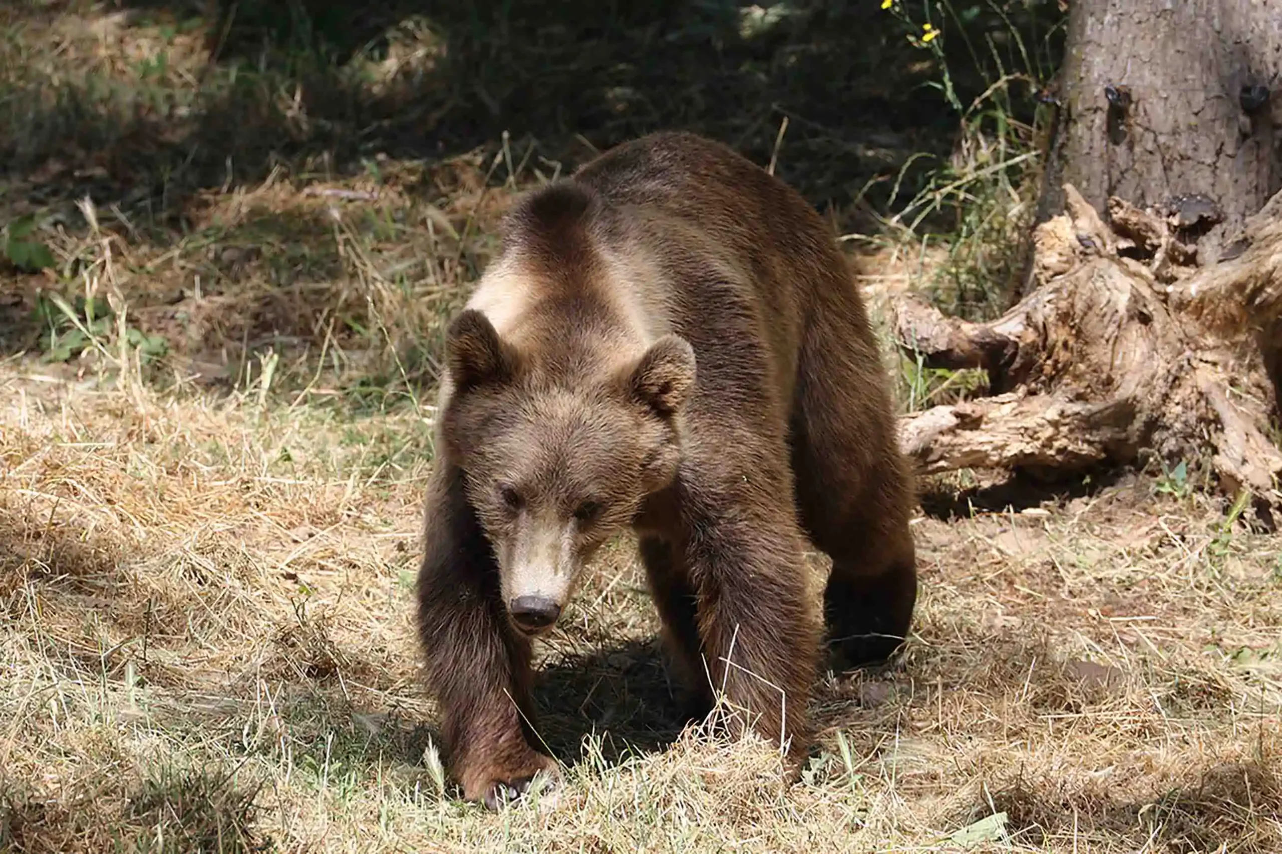 Kåra, la femelle ours brun du Parc Animalier d’Auvergne / photographe © Marc Nevoux