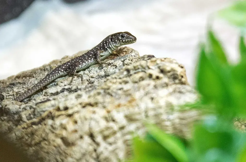 Naissance de Lézard ocellé en 2025 au Parc Zoologique de Paris / photographe © MNHN G. Balemboy