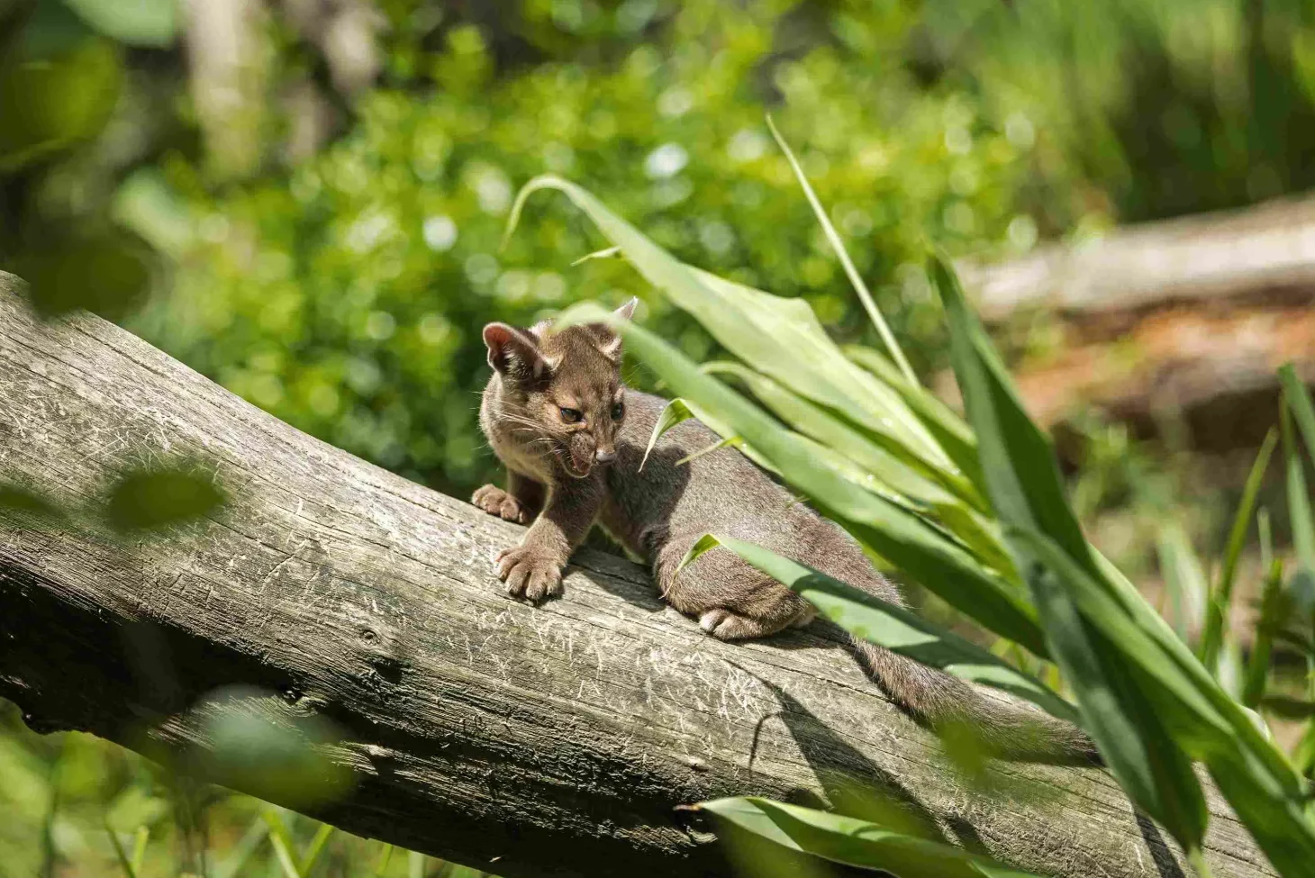 Naissance de fossas en 2025 au Parc Zoologique de Paris / photographe © MNHN G. Balemboy