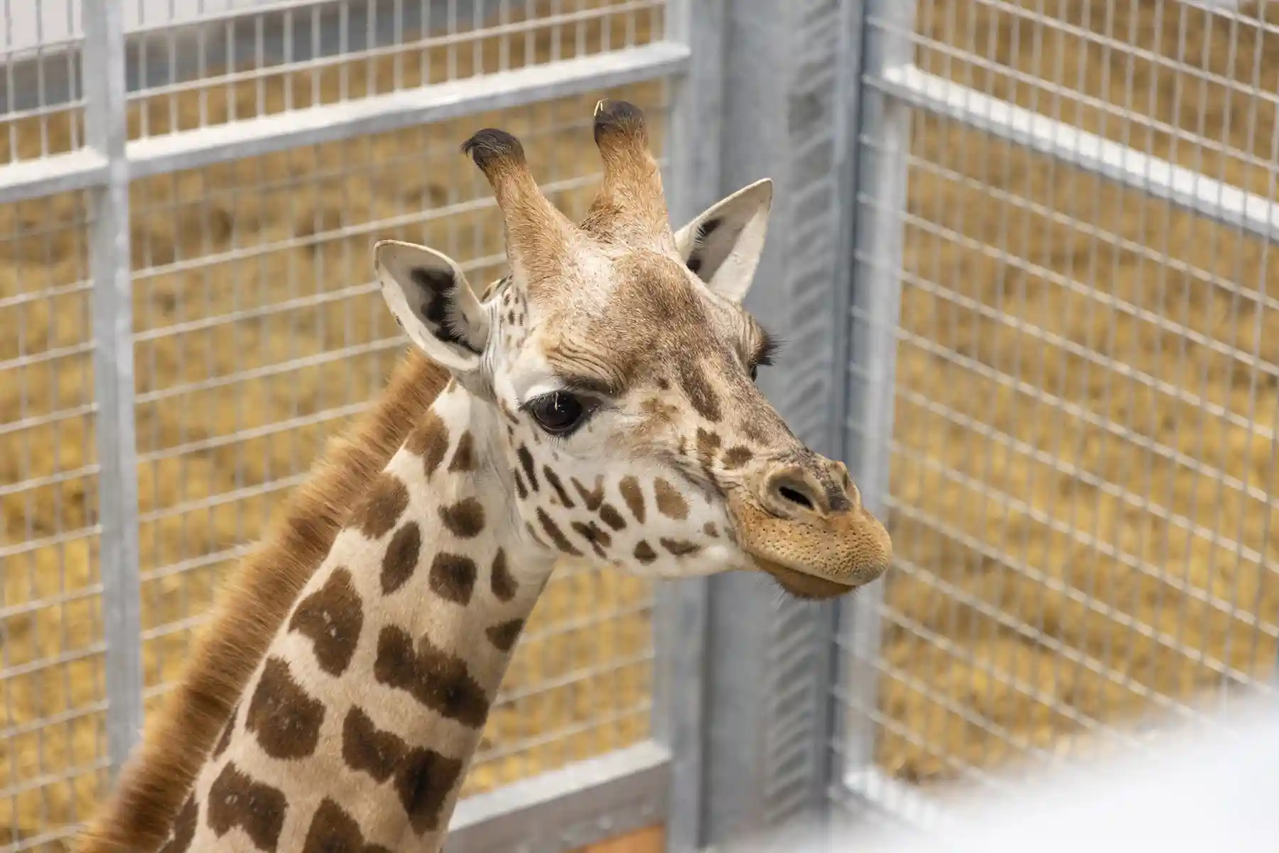 Retour des girafes au Zoo d’Amiens Métropole / photographe © Iminance - Zoo Amiens Métropole