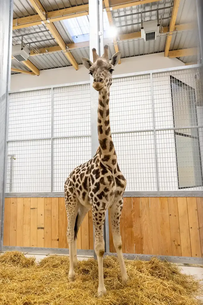 Retour des girafes au Zoo d’Amiens Métropole / photographe © Iminance - Zoo Amiens Métropole