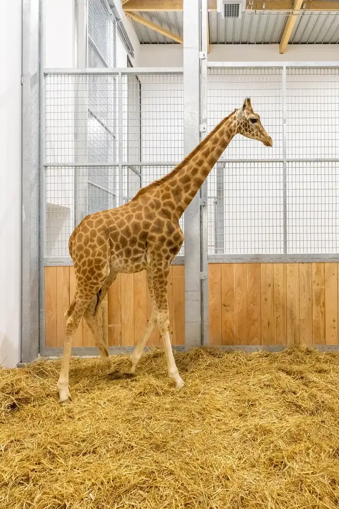 Retour des girafes au Zoo d’Amiens Métropole / photographe © Iminance - Zoo Amiens Métropole