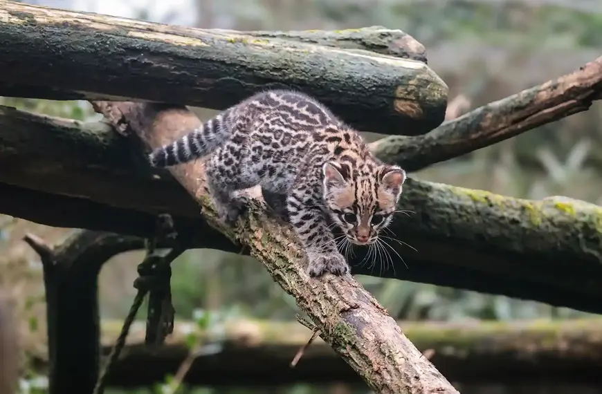 Naissance d’une femelle ocelot au Zoo de La Flèche / photographe © Zoo de La Flèche