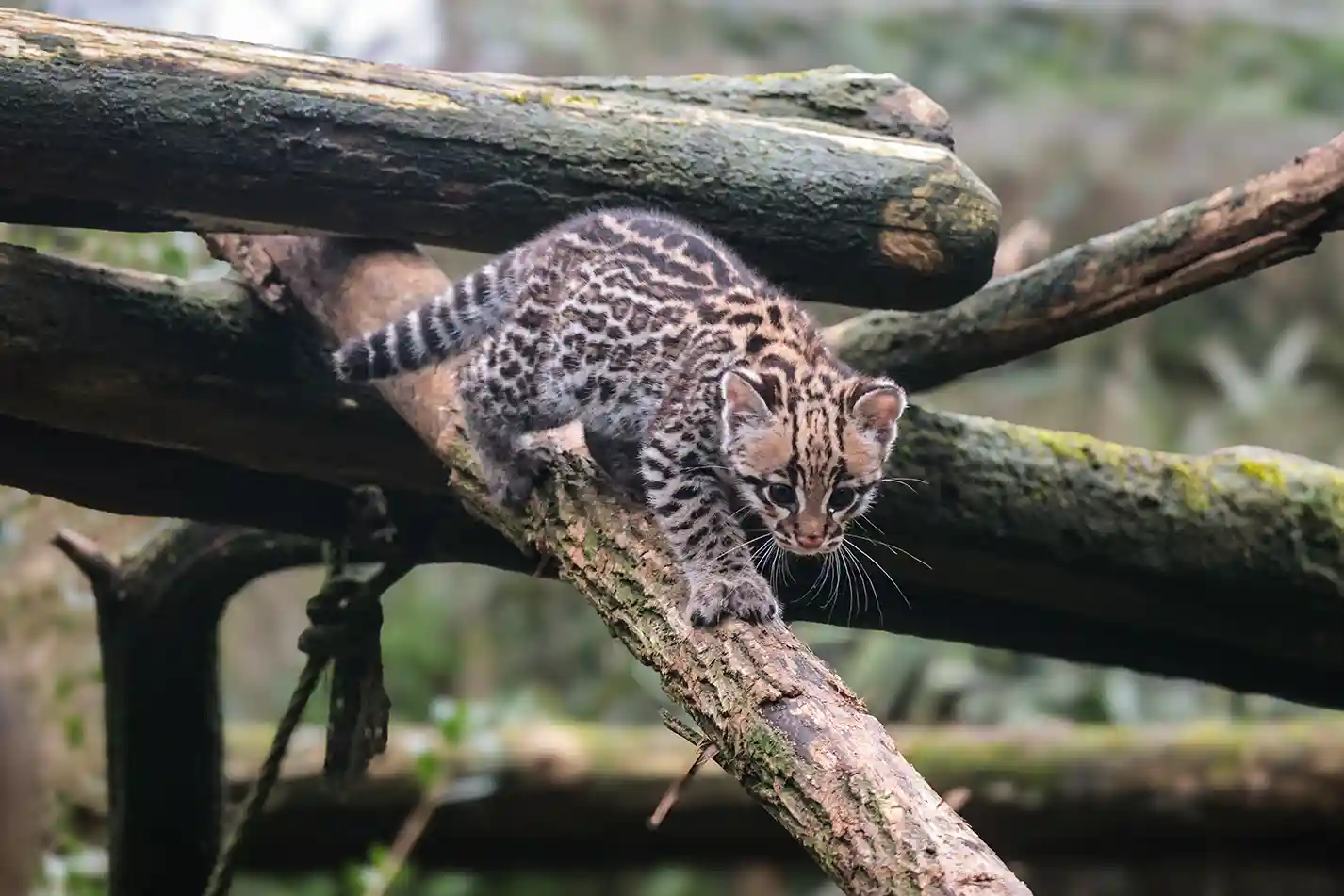 Naissance d’une femelle ocelot au Zoo de La Flèche / photographe © Zoo de La Flèche