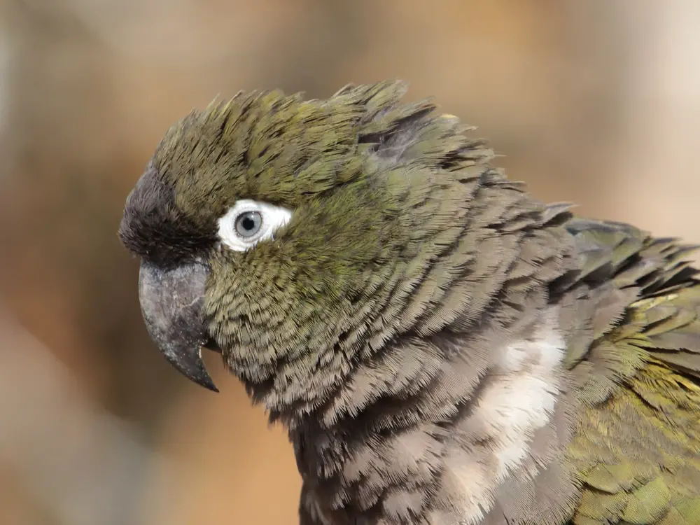 Conure de Patagonie / photographe © Julie Lefebvre
