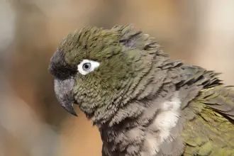 Conure de Patagonie / photographe © Julie Lefebvre