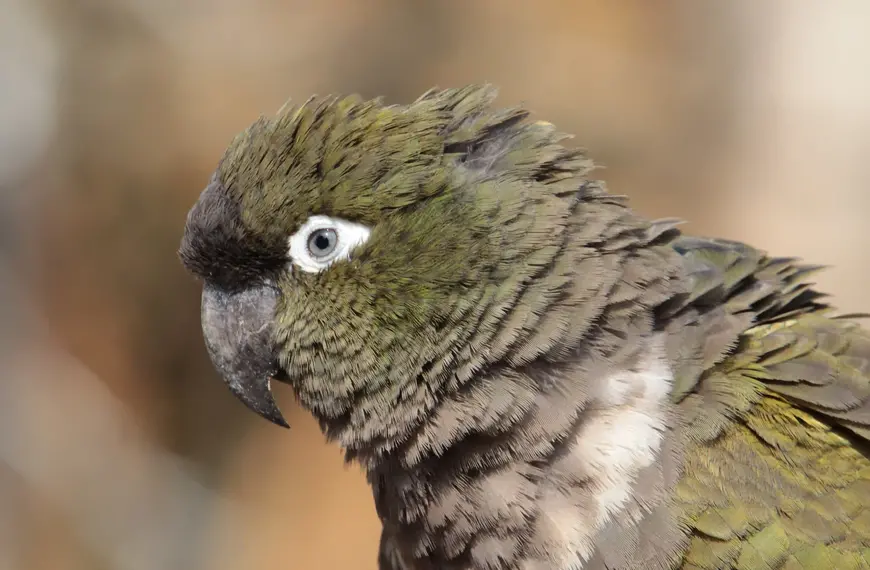 Conure de Patagonie / photographe © Julie Lefebvre