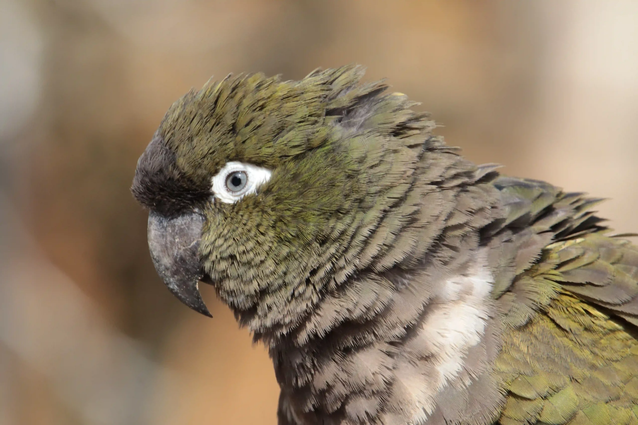 Conure de Patagonie / photographe © Julie Lefebvre