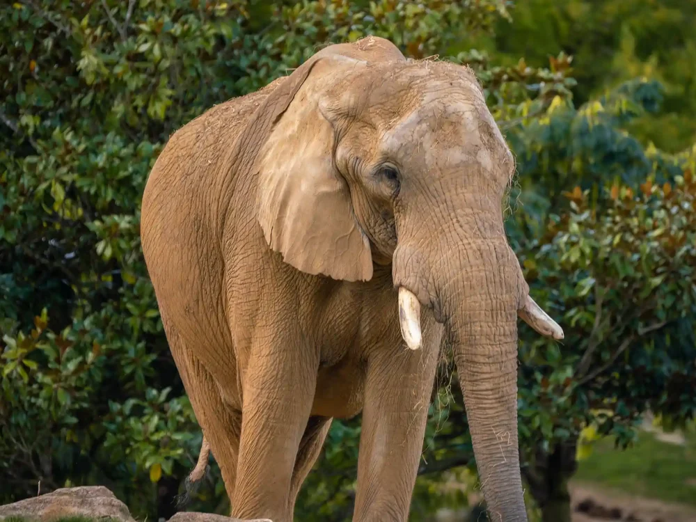 Éléphant de savane d'Afrique / photographe © Corentin Heuzé