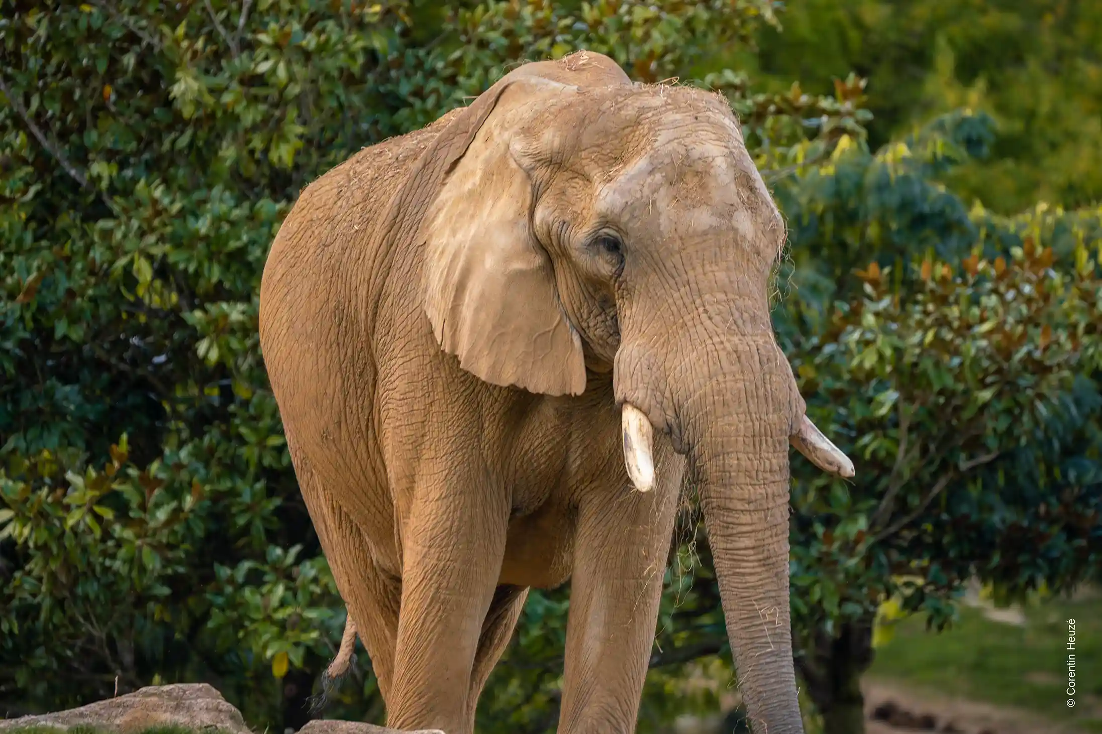 Éléphant de savane d'Afrique / photographe © Corentin Heuzé