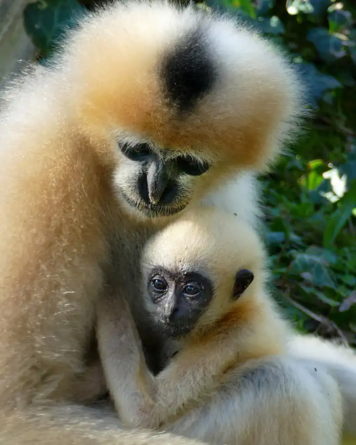 Mère et jeune Gibbon à favoris blancs / photographe © Zoo des Sables - Sandrine Silhol