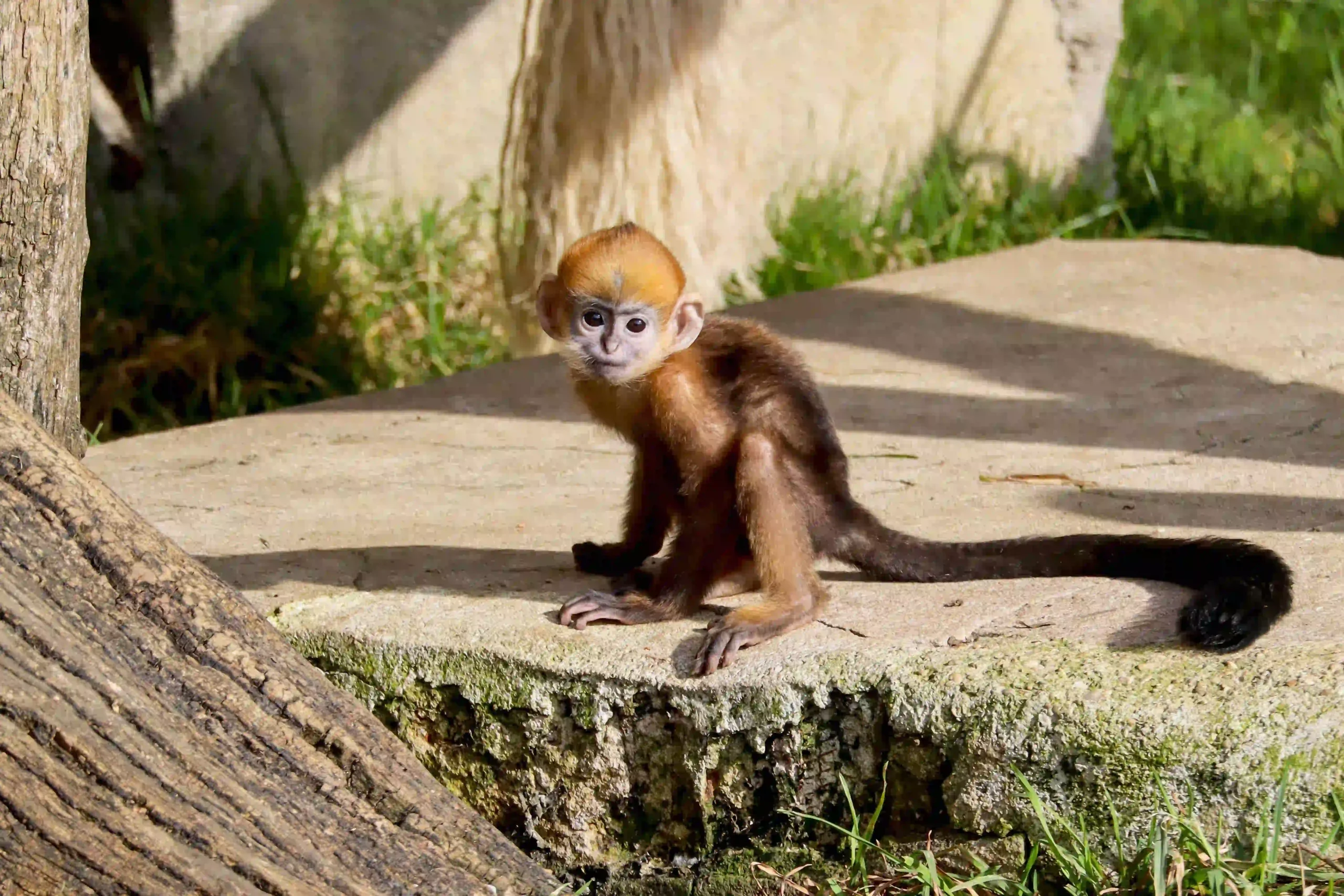 Bébé langur de François de la Citadelle de Besançon / photographe © Citadelle de Besançon - Coraline Serrand