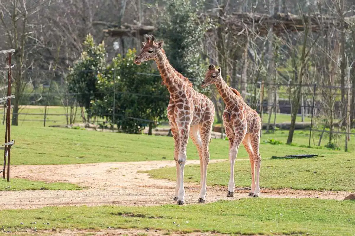Les deux girafons du Zoo de La Flèche / photographe © Zoo de La Flèche