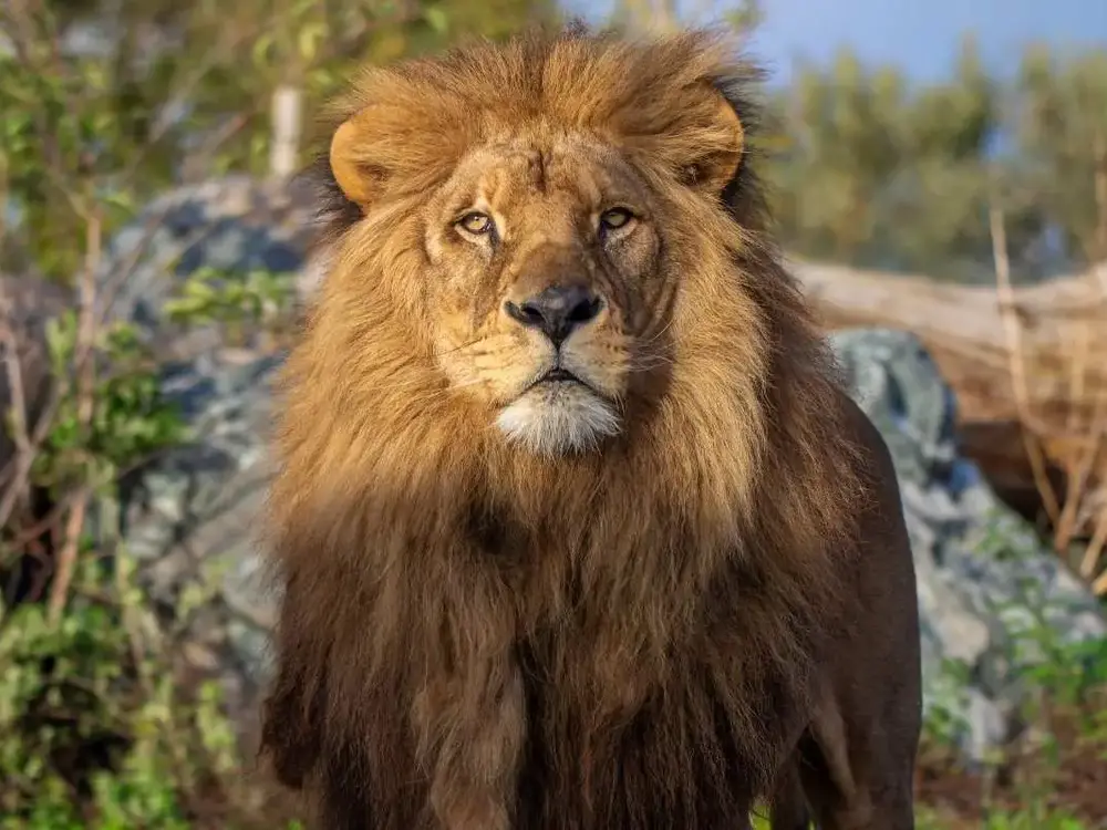 Lion d'Afrique / photographe © Corentin Heuzé