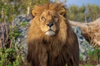 Lion d'Afrique / photographe © Corentin Heuzé