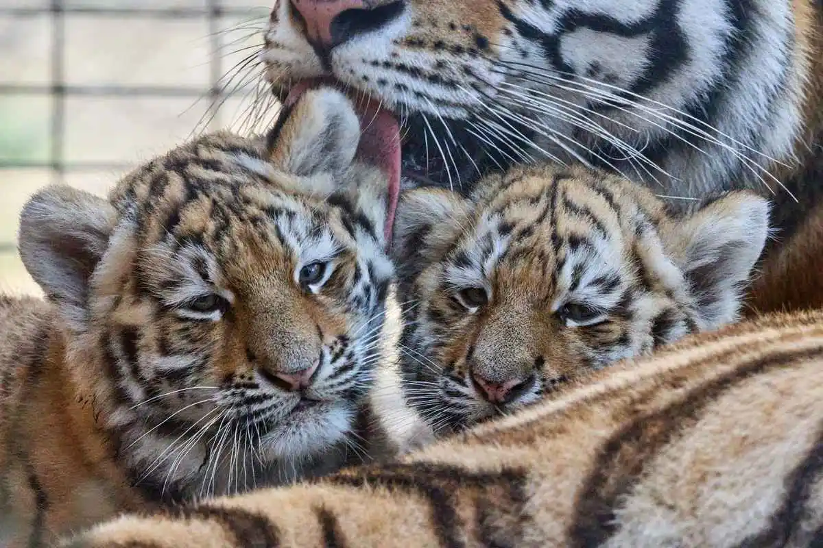 Naissance de deux de tigres au Zoo de la Palmyre - photographe © Florence Perroux