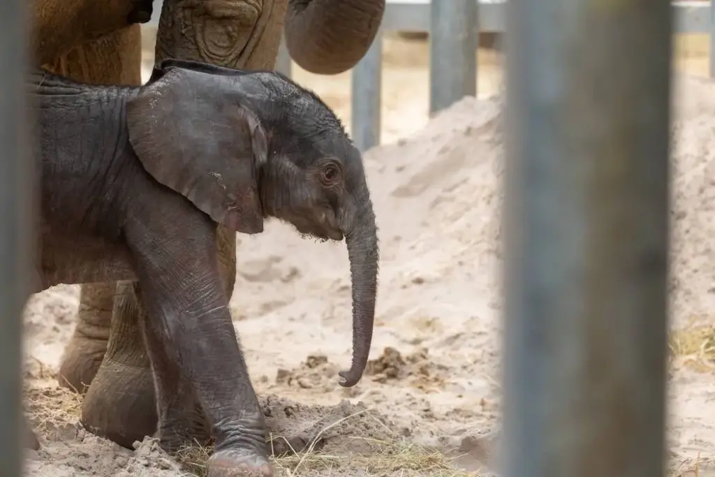 Naissance d’un deuxième éléphant d’Afrique nommé Rosie / Photographe © ZooParc de Beauval