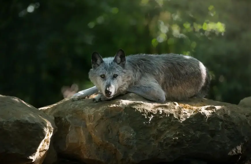 Loup du Canada, Pâques au Parc Argonne Découverte / photographe © Parc Argonne Decouverte