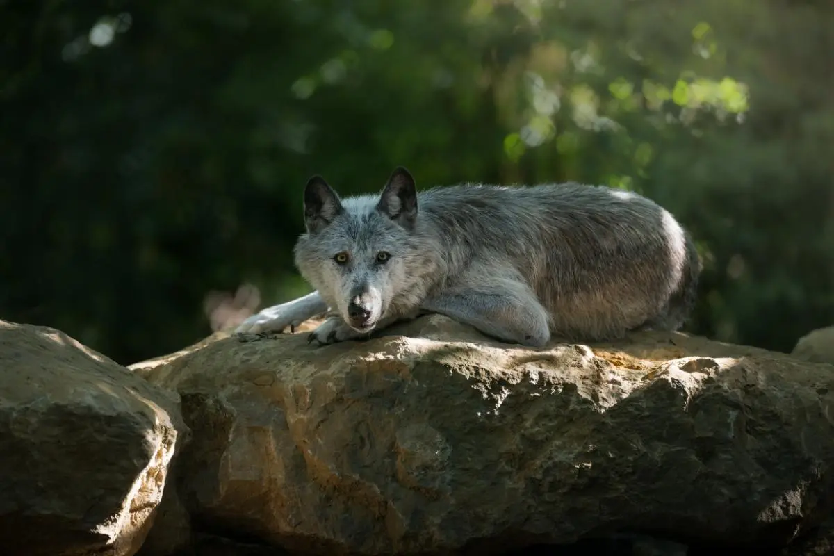 Loup du Canada, Pâques au Parc Argonne Découverte / photographe © Parc Argonne Decouverte