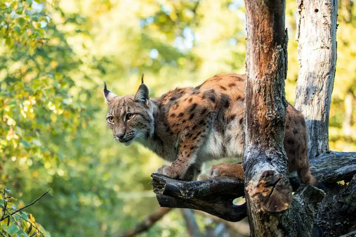 Lynx des Carpathes, Réserve Zoologique de la Haute-Touche / photographe © MNHN G. Balemboy