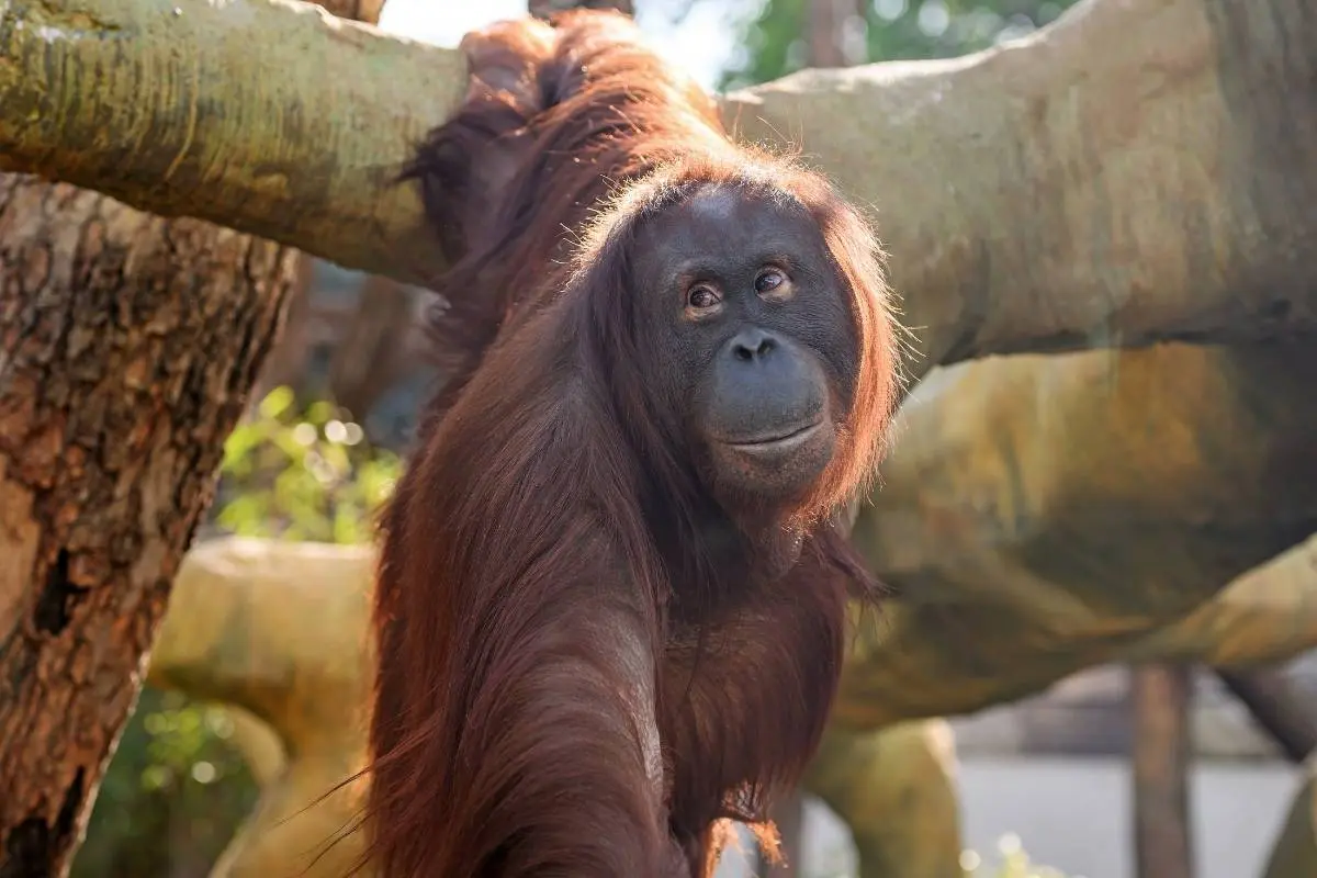 Tamü dans le nouvel espace des orangs-outans de la Ménagerie, le zoo du Jardin des Plantes / photographe © MNHN - G. Balemboy