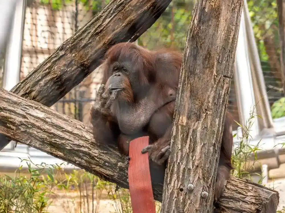 Orang-outan de Bornéo / photographe © Corentin Heuzé