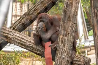 Orang-outan de Bornéo / photographe © Corentin Heuzé