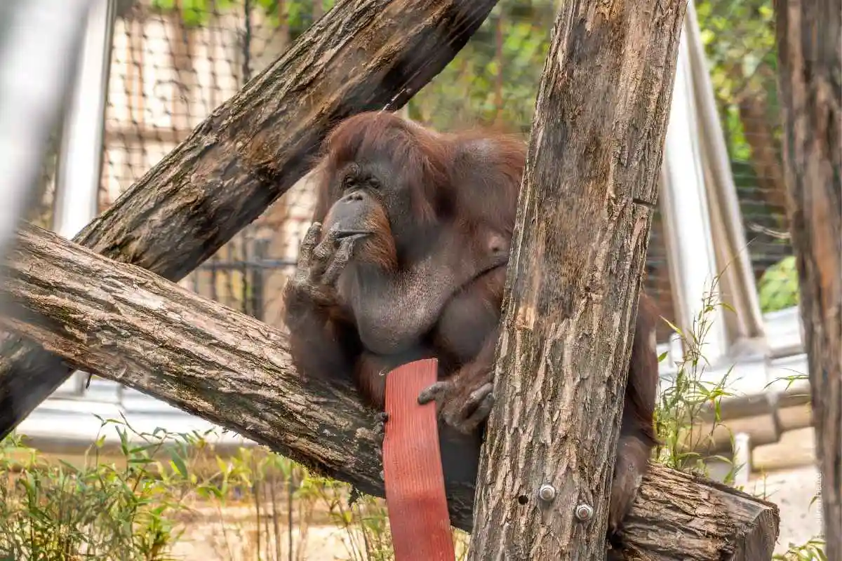 Orang-outan de Bornéo / photographe © Corentin Heuzé