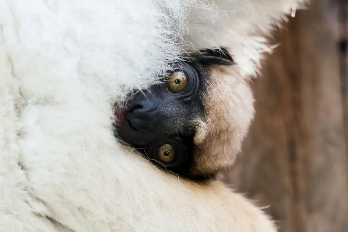 Naissance d’un bébé propithèque couronné au Parc Zoologique et Botanique de Mulhouse / Photographe © Mulhouse Alsace Agglomération - m2A/MN