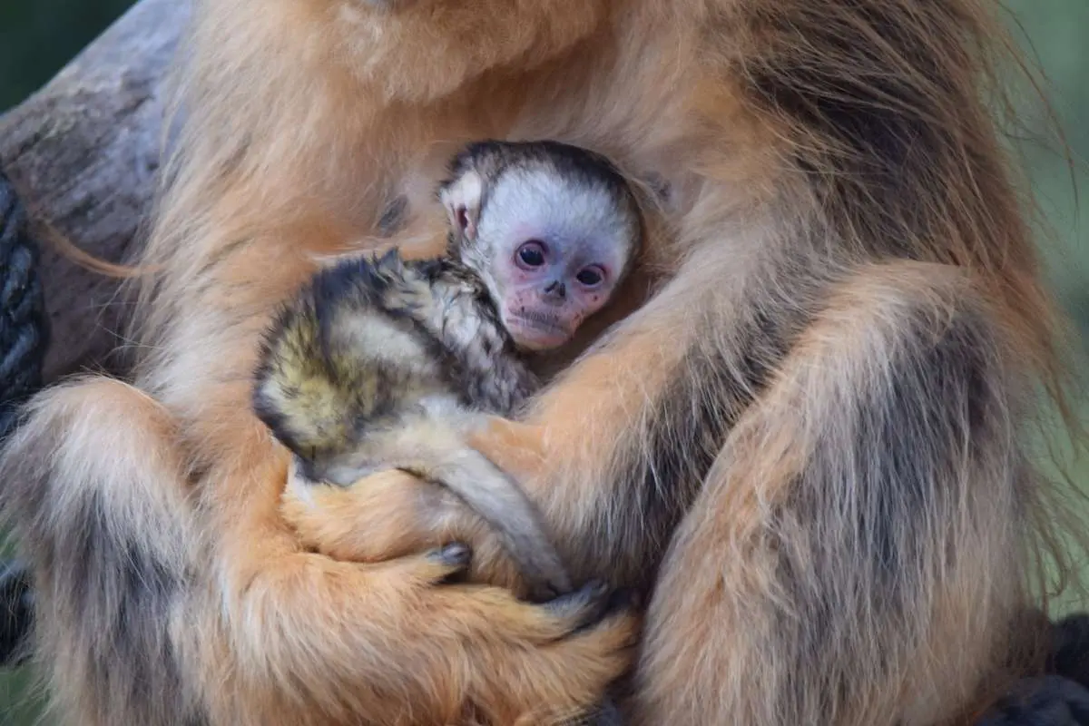 Naissance d’un singe doré une première mondiale en dehors de l’Asie / Photographe © ZooParc de Beauval