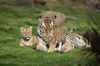 Naissance des deux bébé tigres de Sibérie au Lumigny Safari Réserve / Photographe © Christelle Courtot