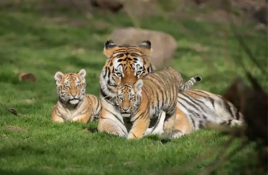 Naissance des deux bébé tigres de Sibérie au Lumigny Safari Réserve / Photographe © Christelle Courtot