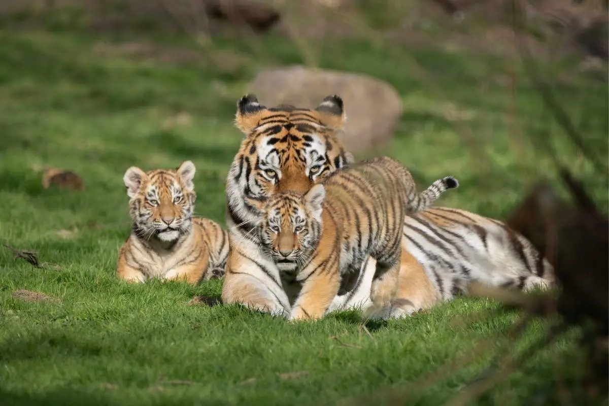 Naissance des deux bébé tigres de Sibérie au Lumigny Safari Réserve / Photographe © Christelle Courtot