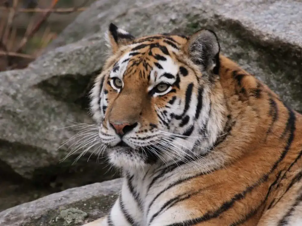 Tigre de Sibérie / photographe © Julie Lefebvre