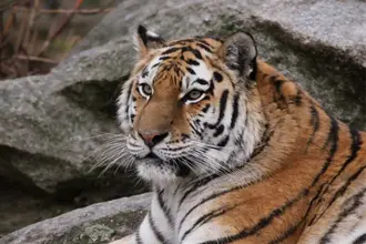 Tigre de Sibérie / photographe © Julie Lefebvre