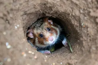 « Hopla Nature » événement sur la biodiversité alsacienne au Parc Zoologique et Botanique de Mulhouse / Photographe © Mulhouse Alsace Agglomération - m2A