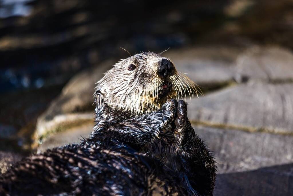 Loutre de mer à Océanopolis / Photographe © Jean-François Le Bescond