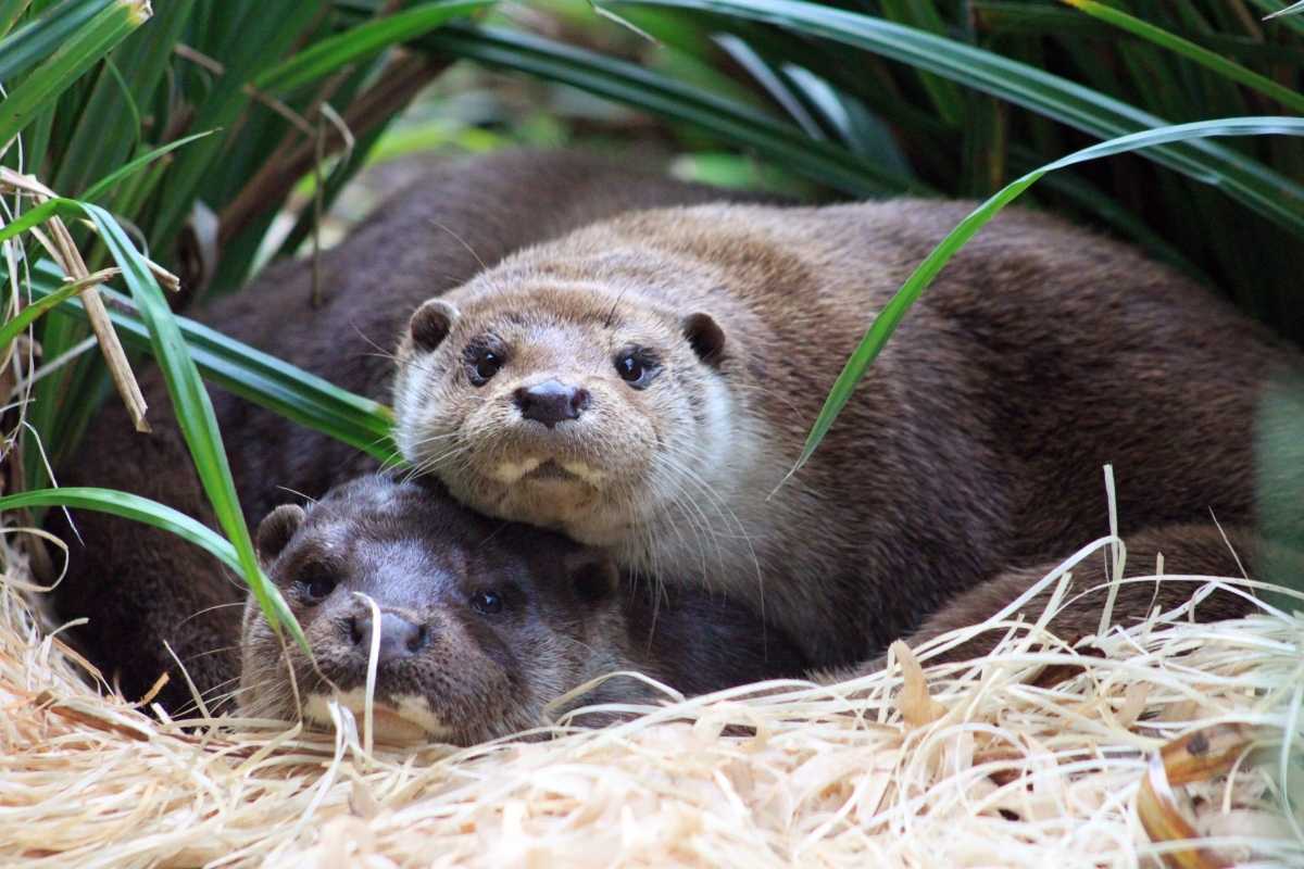 Découvrir la loutre d’Europe lors de la Journée mondiale de la loutre à Océanopolis / Photographe © Mélanie Robert